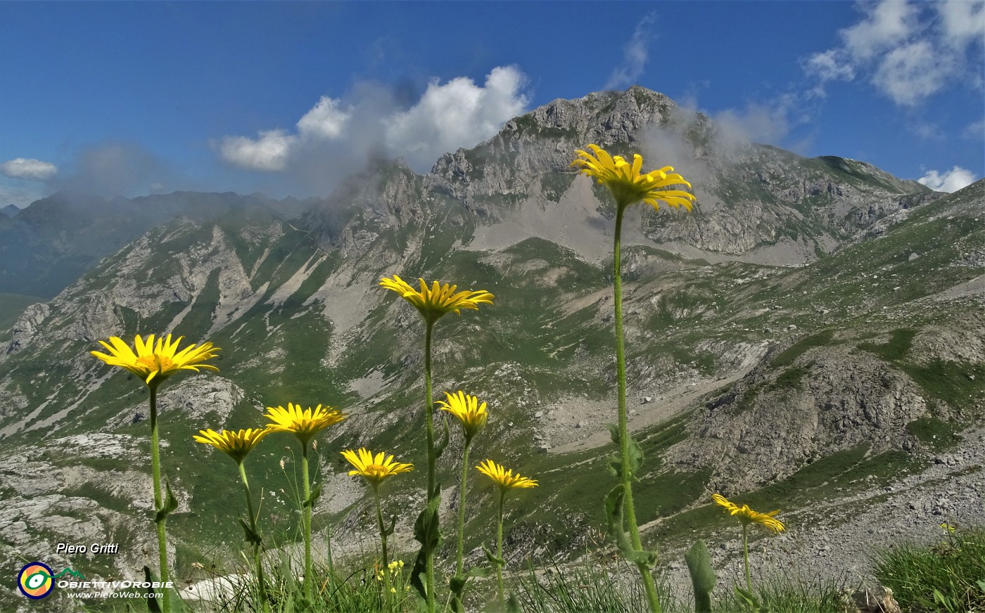 37 Doronico dei macereti (Doronicum grandiflorum) nei macereti del Mandrone con vista in Corna Piana .JPG